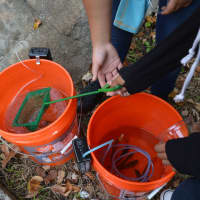 <p>These brook trout are ready for release into the Pequonnock River.</p>