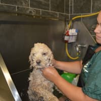 <p>Ingrid Ramalho bathing one of the pups</p>
