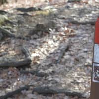<p>Hikers will hit the trails in Ringwood State Park on New Year&#x27;s Day.</p>