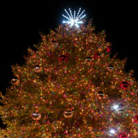 <p>The Stamford Christmas tree is lit at Latham Park. </p>