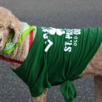 <p>Even the dogs were decked out for the holiday.</p>