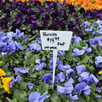 <p>A sea of pansies for sale.</p>