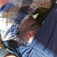 <p>A young baby peeks out from the shade at Silverman&#x27;s Farm.</p>