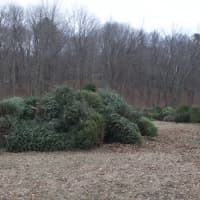 <p>Christmas trees are piled ready for the bonfire.</p>
