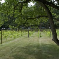 <p>Some of the grounds at Torne Vineyards.</p>