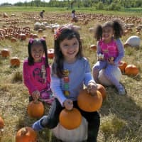 <p>Kids enjoy the pumpkin patch at Outhouse Orchards. </p>