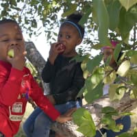 <p>Sampling the apples in the trees at Outhouse Orchards.</p>