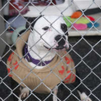 <p>One of many dogs available for adoption at the Putnam Humane Society.</p>