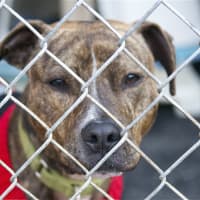 <p>One of many dogs available for adoption at the Putnam Humane Society.</p>