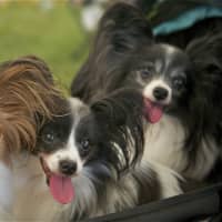 <p>Putnam Kennel Club staged two all-breed AKC shows, running Friday and Saturday at Putnam Veterans Memorial Park.</p>