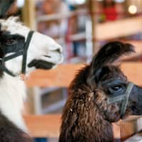 <p>These two are just checking out the scene Tat Tuesday&#x27;s Dutchess County Fair.</p>