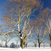 <p>Snow covers the ground and tress at Calf pasture Beach in Norwalk.</p>