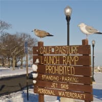 <p>Seagulls greeted visitors who drive through Calf Pasture Beach after Friday&#x27;s snowstorm.</p>
