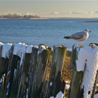 <p>Seagulls are the only ones out on Calf Pasture Beach on Friday after the storm cleared.</p>