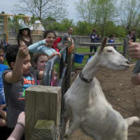 <p>Wakeman Town Farm holds its traditional spring kickoff event dubbed Greenday, featuring a variety of family-focused activities.</p>