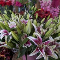 <p>Phyl&#x27;s Flowers offers many options for the romantic shopper.</p>