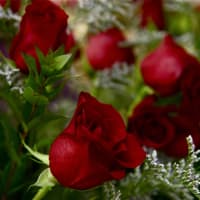 <p>Roses from Irene&#x27;s Flower Shop.</p>