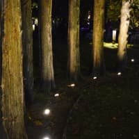 <p>Magical lighting for trees.</p>