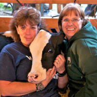 <p>This fair worker enjoys a relaxed moment with a cow at Tuesday&#x27;s opening day at the Dutchess County Fair.</p>