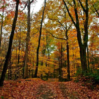 <p>The dazzling show that is autumn in New York is well underway, and there aren&#x27;t many places that can match Dutchess County for putting on a great display.</p>