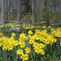 <p>The New Jersey State Botanical Garden in Ringwood is having its annual daffodil planting Oct. 15.</p>