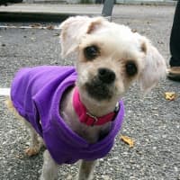 <p>Diamond, here sporting a purple fleece, is looking for her &quot;furever&quot; home.</p>
