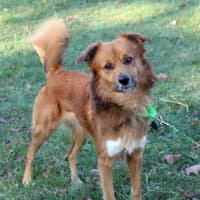 <p>Dodger is among the dogs rescued from a &quot;high kill&quot; shelter on Nov. 21 by Pet Rescue of Harrison. Dodger and other dogs, puppies, cats and kittens can be adopted from the facility at 7 Harrison Ave. in Harrison.</p>