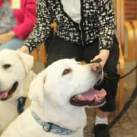 <p>The dogs and the people enjoyed the parade at Waveny LifeCare Network in New Canaan.</p>