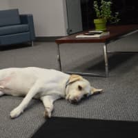 <p>Sunny relaxes at Delaney Computer Services in Mahwah.</p>