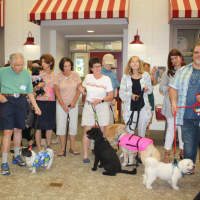 <p>Fifteen dogs, of all sizes and breeds, paraded down “Main Street” at The Village with their owners.</p>