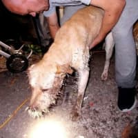 <p>The dogs found suffering from injuries</p>