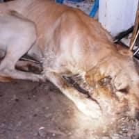 <p>One of the dogs found suffering from injuries</p>