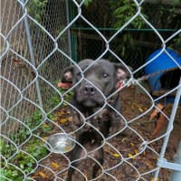 <p>An investigation into a Connecticut dogfighting ring in July has led investigators to uncover a new animal cruelty case.</p>