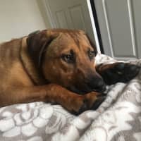 <p>Shy at first, Drizzle is a great snuggler. The 11-month-old Black Mouth Cur mix came to PAWS from a Texas shelter. Drizzle would do well with a patient and experienced family willing to provide her with opportunities to learn and grow.</p>