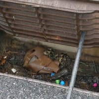 <p>Several ducklings were reunited with their mother just in time for Mother&#x27;s Day after they were rescued from a storm drain in the Hudson Valley.</p>