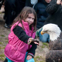 <p>Children will have the chance to get up close and personal with bald eagles, once an endangered specials, at this year&#x27;s EagleFest.</p>