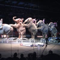 <p>The Ringling Bros. Circus has come under fire in recent years for alleged mistreatment of its elephants.</p>