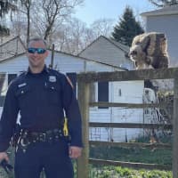<p>Suffolk County Police Officer Andrew Hooghuis and the owl.</p>