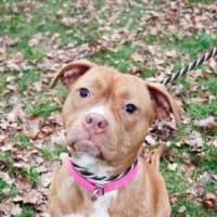 <p>Naomi is up for adoption. visit. www.rescuedogsrocknyc.org.</p>