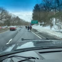 <p>A horse was out on the loose on the Northern State Parkway on Long Island.</p>