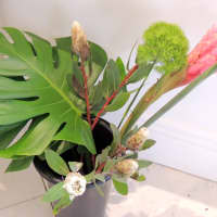 <p>The green stem in the center is a fancy, fringed variety of Dianthus, which most people call carnation.</p>