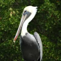 <p>Look.. there&#x27;s a pelican... and yes, it&#x27;s in the tristate area!</p>