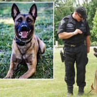 <p>Massachusetts State Police dog Frankie with his handler Sgt. David Stucenski. The 11-year-old dog was shot and killed during a standoff with a suspect last month in Fitchburg.</p>