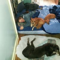 <p>Clockwise from left, Lucille Nardello, Theo, Hera and Eos keep elderly F. Scott, at the bottom, company. He&#x27;s now too old too make it up the stairs.</p>
