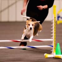 <p>Jodi&#x27;s Beagle Maggie Moo will be competing at the Westminster Dog Show Saturday.</p>