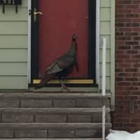 <p>A wild turkey tried a Ridgewood homeowner&#x27;s front door last month.</p>