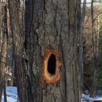 <p>Hole made in Bedford tree by a Pileated Woodpecker.</p>