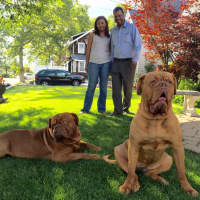 <p>Humphrey, left, and Scarlett with owners Lizka and Jose Baez of Bogota. The dogs broke records for their breed, Dogue de Bordeax, at the Westminster Kennel Club&#x27;s dog show in February.</p>