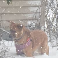 <p>Mattia Marricco&#x27;s dog, Foxy, enjoying the snow in Cortlandt.</p>