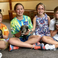 <p>From left, Caroline Geis, Catherine Geis, Claris Flannery, and Vivian Flannery play with ferrets at Darien Nature Center. The visit was to donate money the girls raised from selling lemonade Monday, Sept. 2.</p>